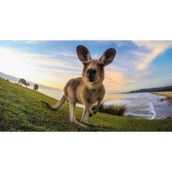 GoPro GopPro Tripod Mounts (ABQRT002) -Home Appliance Store 77d3dfb8ca5912d63ddf155b5f8574f03369f3525d096ec20ed63beebc02af91